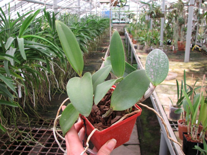 Cattleya Walkerinter coerulea (C. walkeriana var. coerulea 'Edward' x C. intermedia var. coerulea).JPG