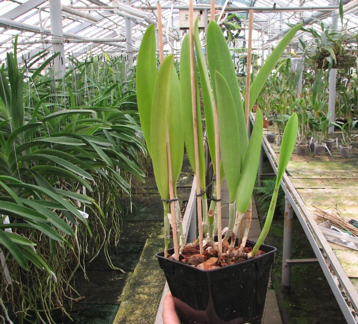 Brassocattleya Saint Andre (Cattleya dowiana aurea x Brassavola nodosa).JPG