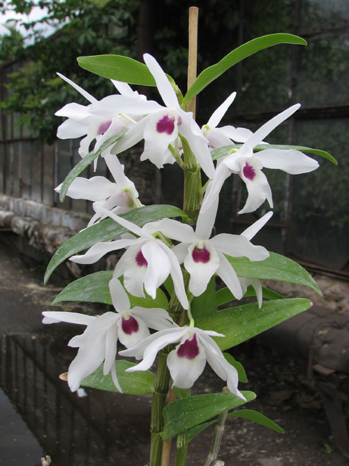 Dendrobium Cassiope.jpg
