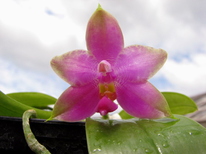 Phalaenopsis bellina 'Mountain type' .JPG