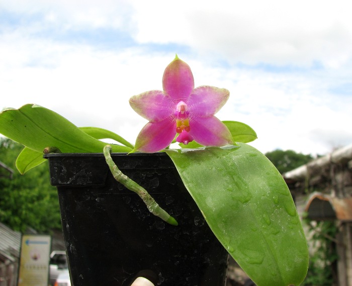 Phalaenopsis bellina 'Mountain type'.JPG