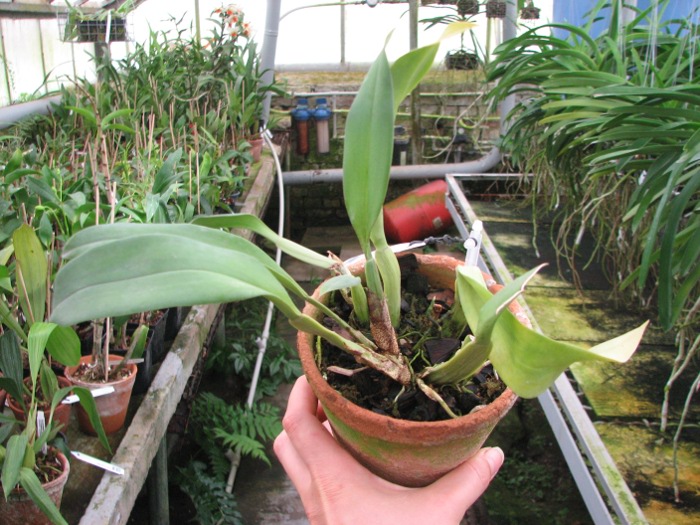 Trichopilia Senne Star (tortilis 'large' x turialbae 'alpha').JPG