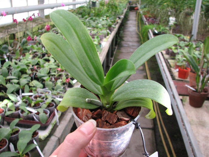 Phalaenopsis pulchra.JPG