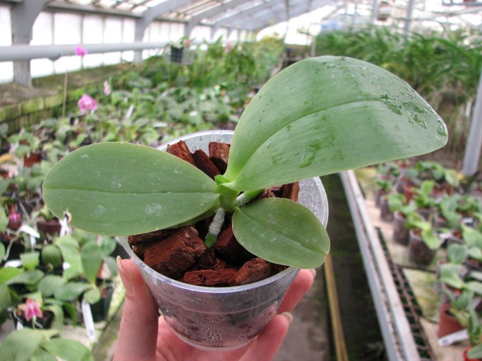 Phalaenopsis gigantea x Brother Ambo Passion.JPG