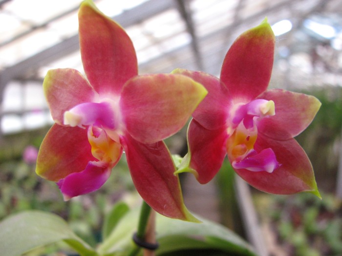 Phalaenopsis Penang Girl .JPG