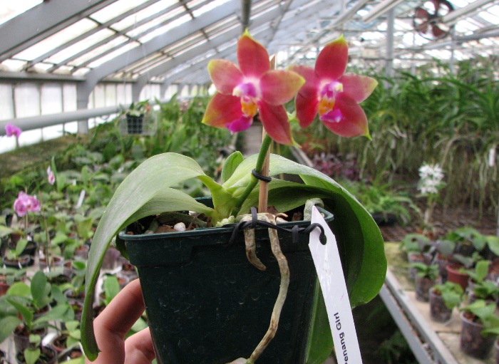 Phalaenopsis Penang Girl.JPG
