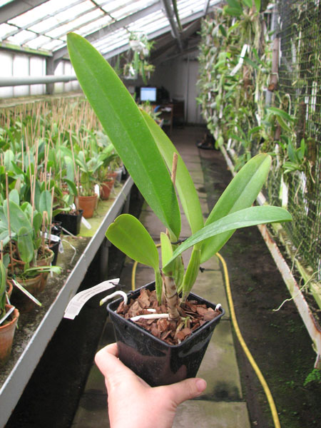 Cattleya trianae alba XXXX x Cattleya trianae amoena 'Rainha'.jpg