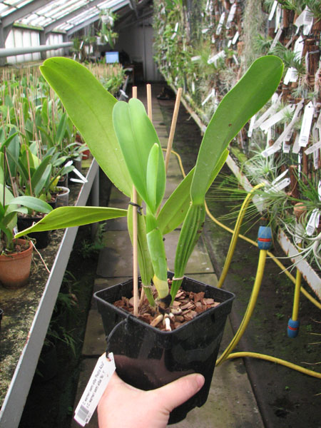 Cattleya warneri semi alba 'Pedra Azul' x Cattleya warneri semi alba 'Nr 1'.jpg