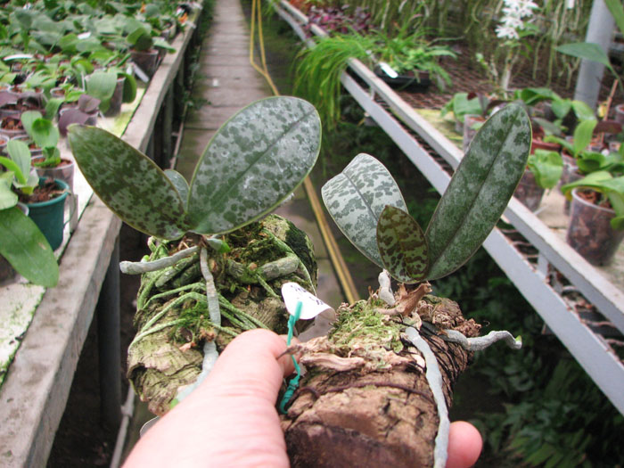 Phalaenopsis schilleriana.jpg