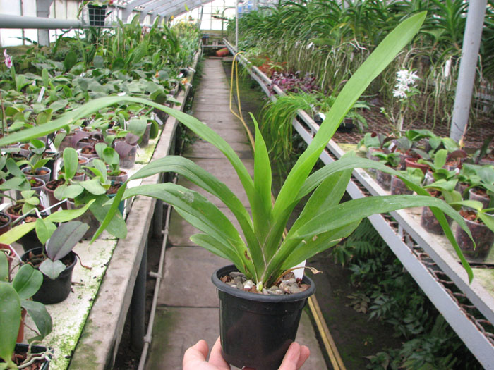 Huntleya wallisii.jpg