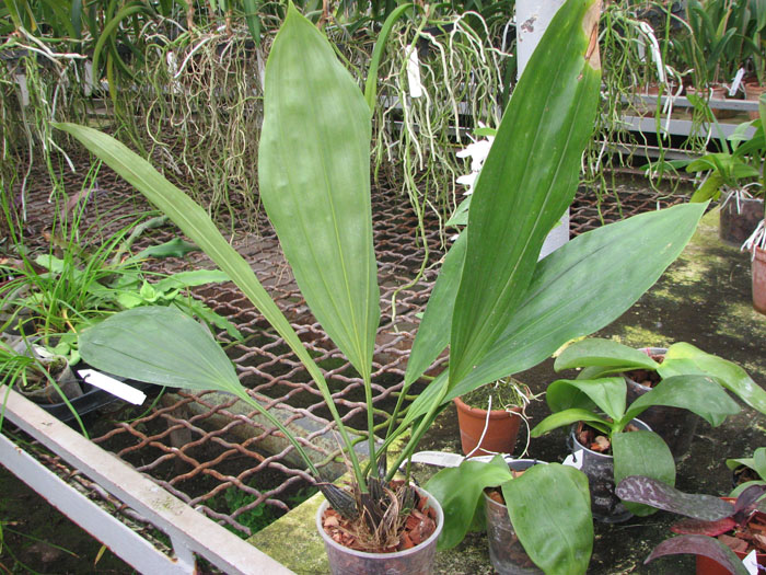 Stanhopea jenischiana.jpg