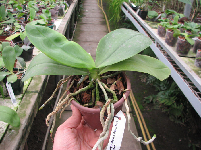 Doritaenopsis Sogo Meili x Phalaenopsis Ld's Bear Queen.jpg