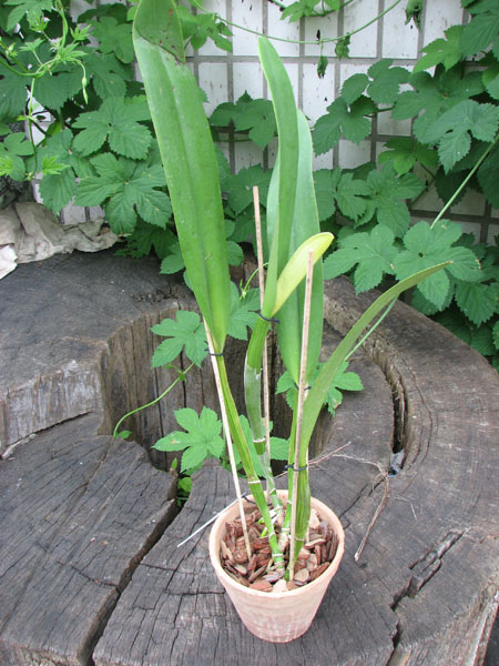 Brassolaeliocattleya Goldenzelle 'Saddle Peak'.jpg