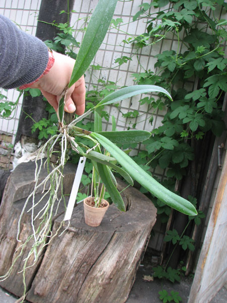 Laelia alaori suave 'Binot' x Cattleya luteola 'Big Star'.jpg