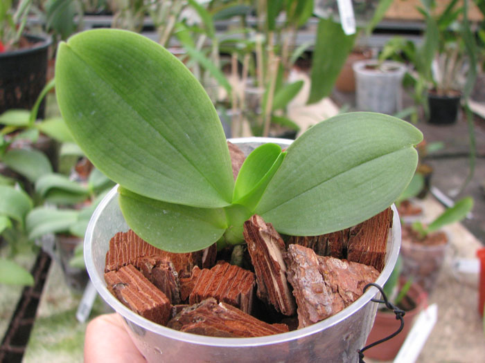 Phalaenopsis lueddemanniana 'KF#8'.jpg