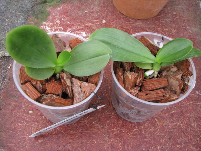 Phalaenopsis lueddemanniana 'KF#8'.jpg