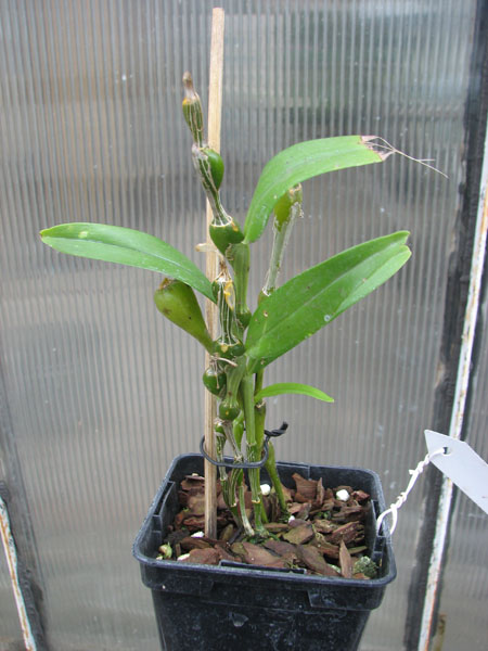 Dendrobium findlayanum.jpg