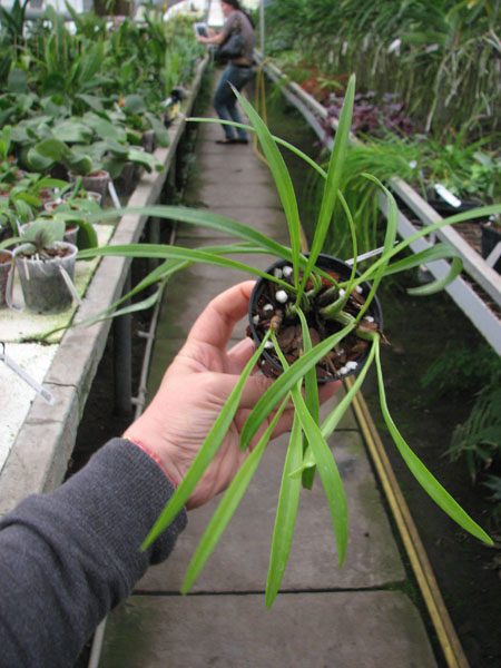 Maxillaria schunkeana.jpg