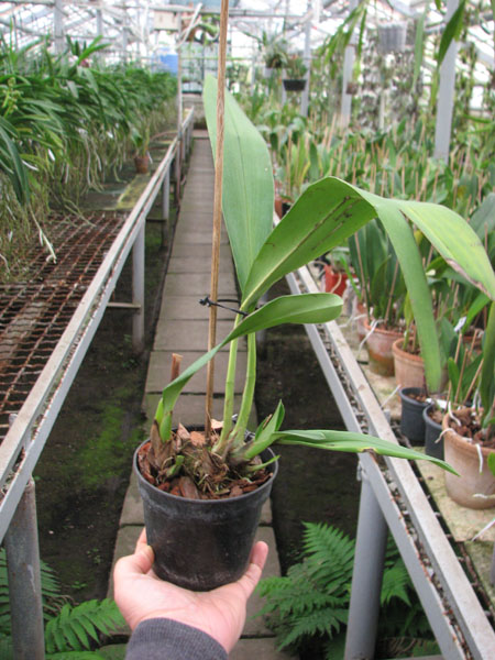 Maxillaria longissima.jpg