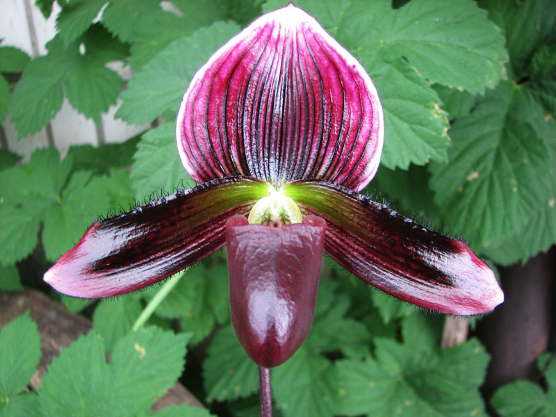 Paphiopedilum Maudiae vinicolor.jpg