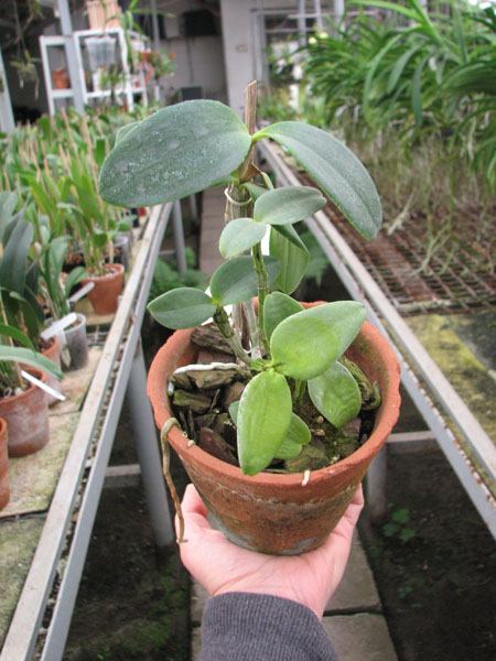 Cattleya loddigesii alba 'Rina Graciano Brizola' x Cattleya loddigesii alba 'HI'.jpg