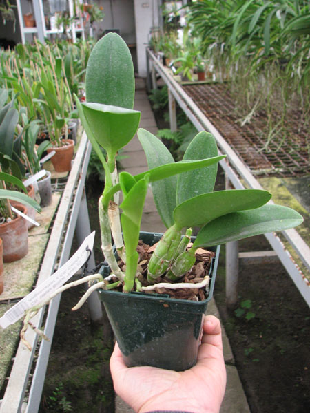 Cattlianthe White Bridal 'Yuki' (Cattleya Angelwalker x Cattlianthe Candy Tuft).jpg