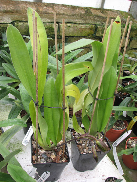 Paphiopedilum In-Charm Lady (Lady Isabel 'In-Charm' x Paphiopedilum moqueateanum 'In-Charm').jpg