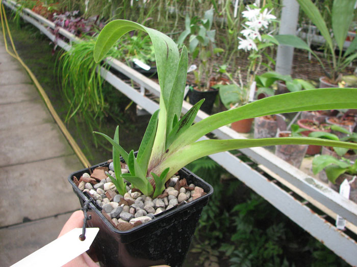 Paphiopedilum Dollgoldi (armeniacum x rothschildianum).jpg