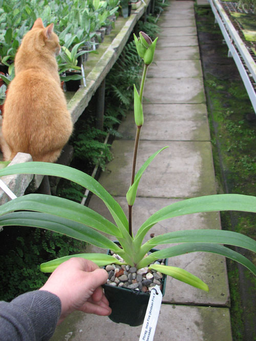 Phragmipedium Inca Fire (Andean Fire X besseae).jpg