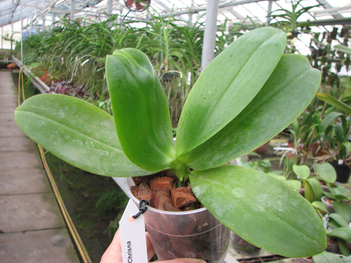 Phalaenopsis Tzu Chiang Chrisna 'Brazil'.jpg