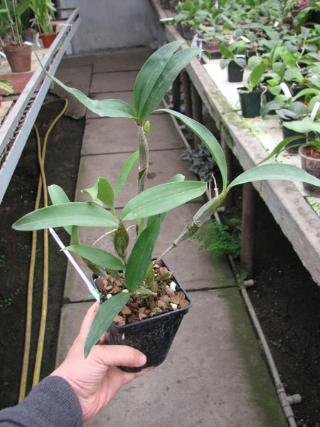 Dendrobium griffithianum.jpg