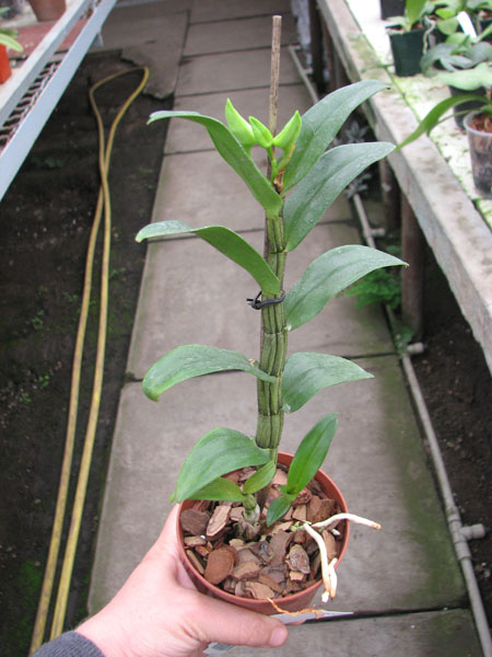 Dendrobium draconis.jpg