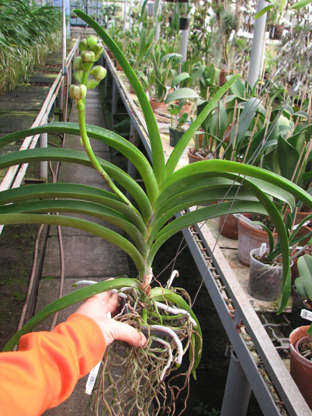 Ascocenda Kulwadee Black.jpg