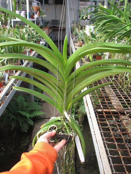 Ascocenda Princess Mikasa Pink.jpg