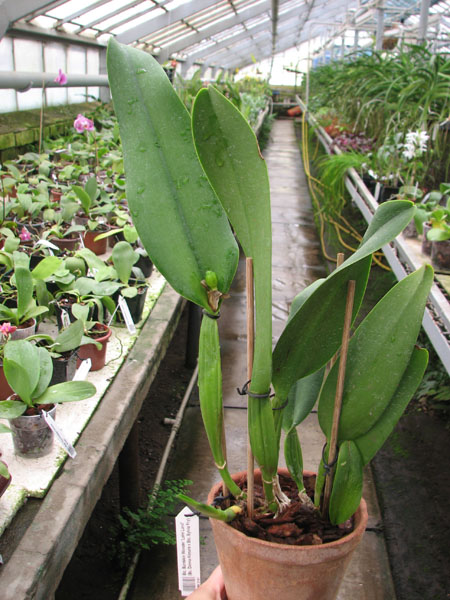 Blc Burdekin Wonder 'Lake Land'.jpg