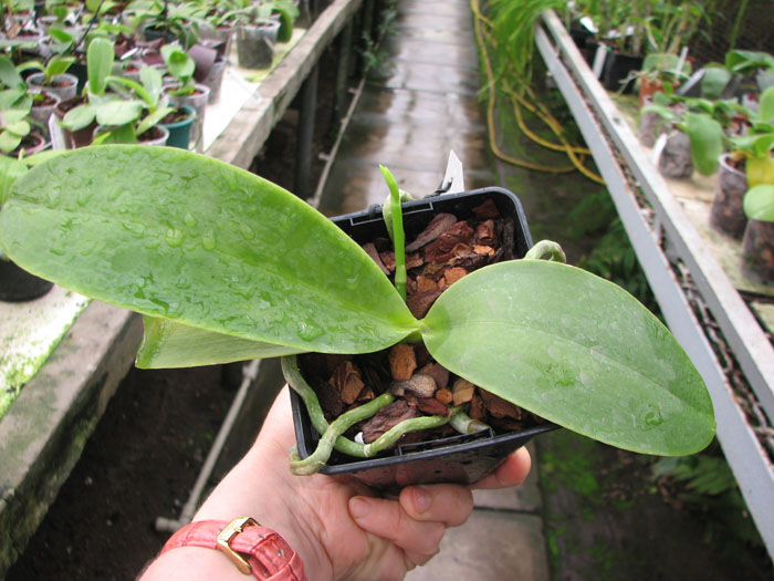 Phalaenopsis Natasha 'Aiko'.jpg