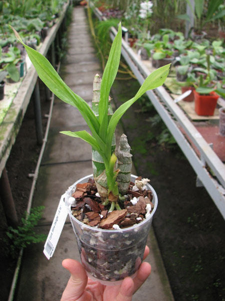 Cycnodes Wine Delight.jpg