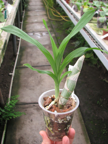 Cycnoches warcewiczii.jpg