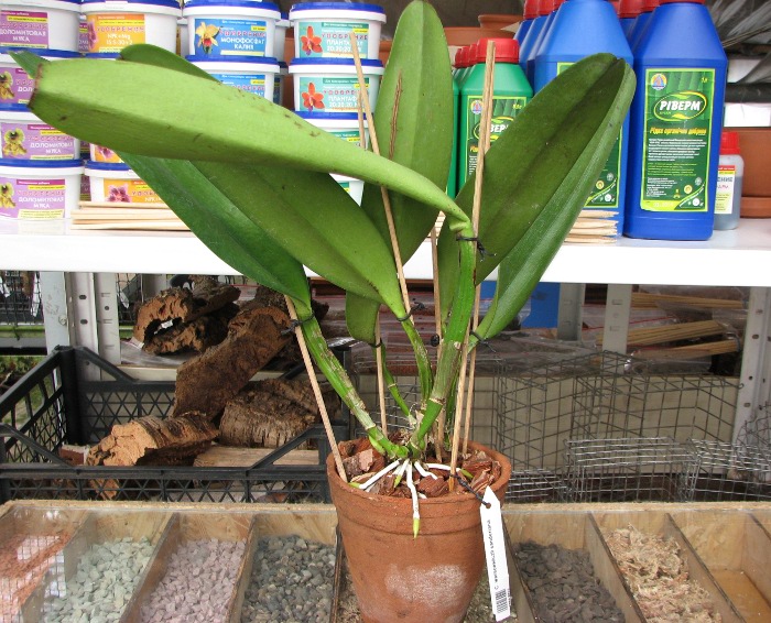 Cattleya warscewiczii sanderiana.JPG