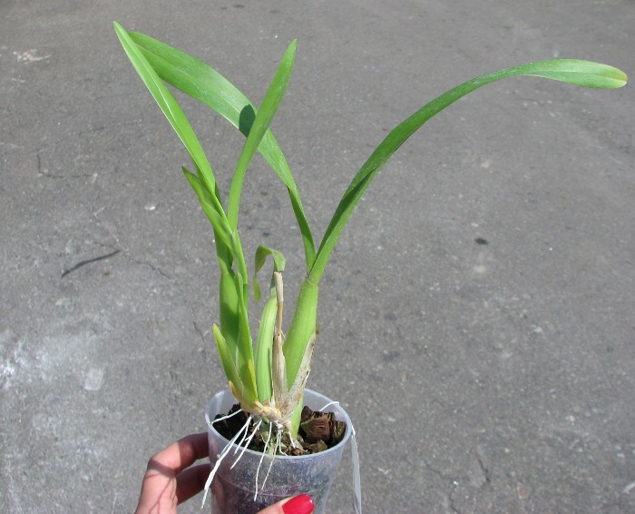Miltonia spectabilis.JPG