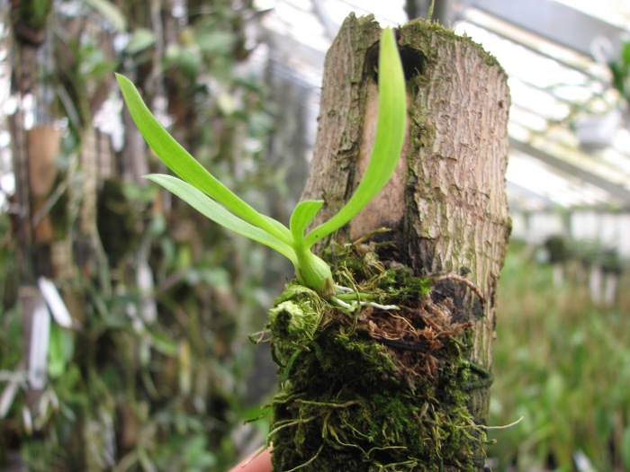 Dendrobium peguanum.JPG