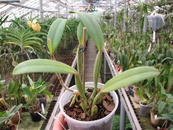 Cattleya lueddemanniana escura x Cattleya lueddemanniana 'Labelo Dourado'.JPG