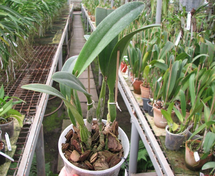 Sophrolaeliocattleya Hsin Buu Lady 'Red Beauty' (Laelia anceps x Sophrolaeliocattleya Wendy's Valentine).JPG