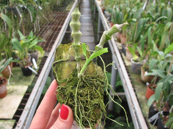 Dendrobium pendulum x self.JPG