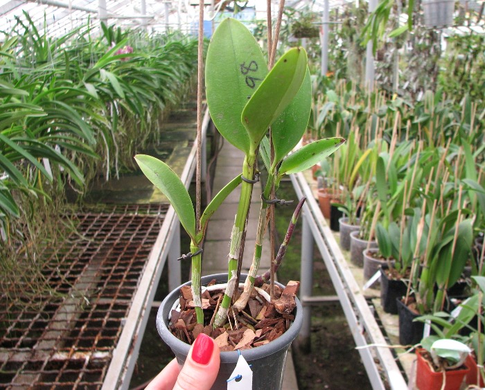 Cattleya Jungle Eyes 'ORCHIS'.JPG