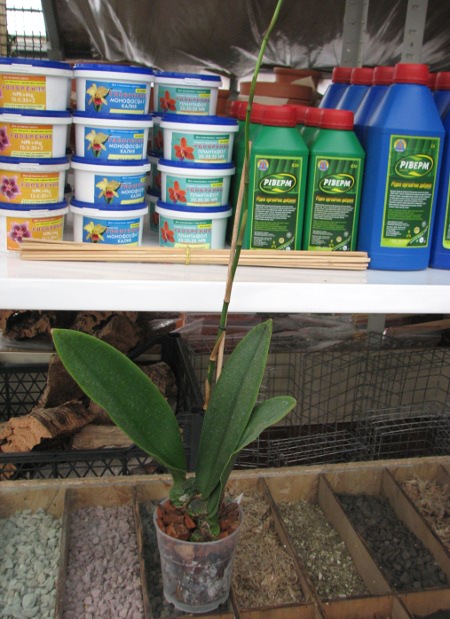 Psychopsis Kalihii 'Big'.JPG