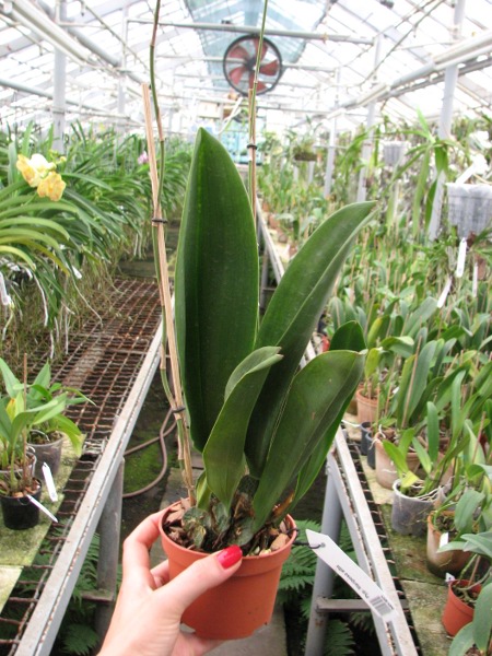 Psychopsis Mariposa alba.JPG