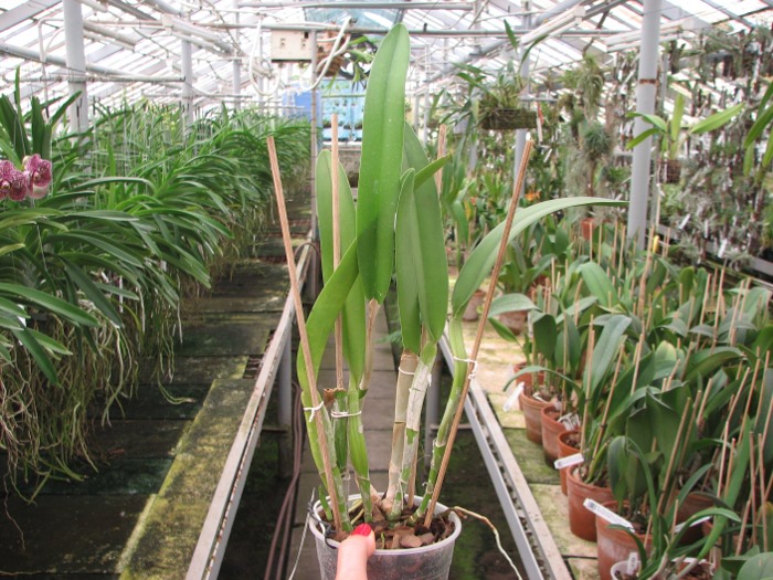 Brassocattleya Golf Green 'Hair Pig' (Cattleya Moscombe x Brassavola digbyana).JPG