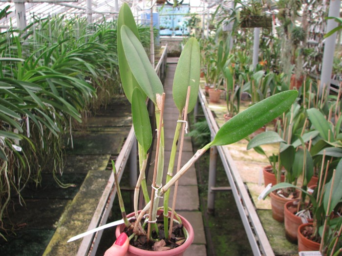 Brassavola glauca x Cattleya intermedia.JPG