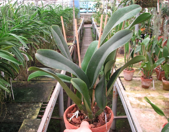 Brassolaeliocattleya Sanyung Ruby 'Kuang Lung' (Waianae Coast x Chia Lin).JPG